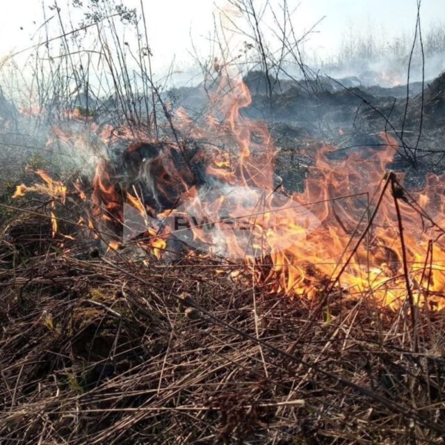 В Ярославской области введен особый противопожарный режим