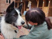 В Рыбинске ищут волонтеров для ухода за собаками