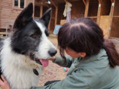 В Рыбинске ищут волонтеров для ухода за собаками