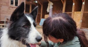 В Рыбинске ищут волонтеров для ухода за собаками