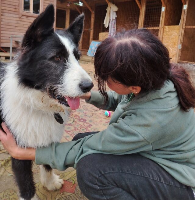 В Рыбинске ищут волонтеров для ухода за собаками