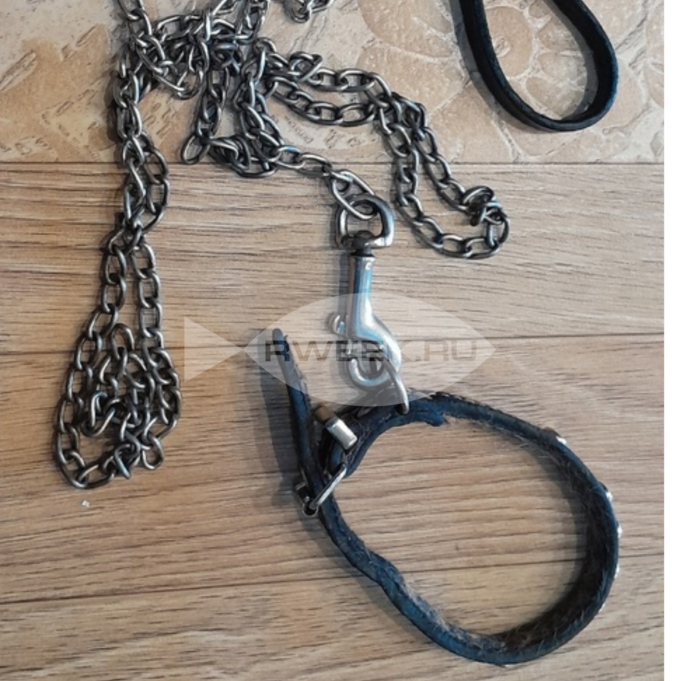 Хозяйка собаки, укусившей ребенка в лицо в Песочном, получила штраф