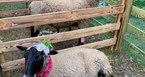 Рыбинцы смогут посетить фестиваль «Романовская овца – золотое руно России»