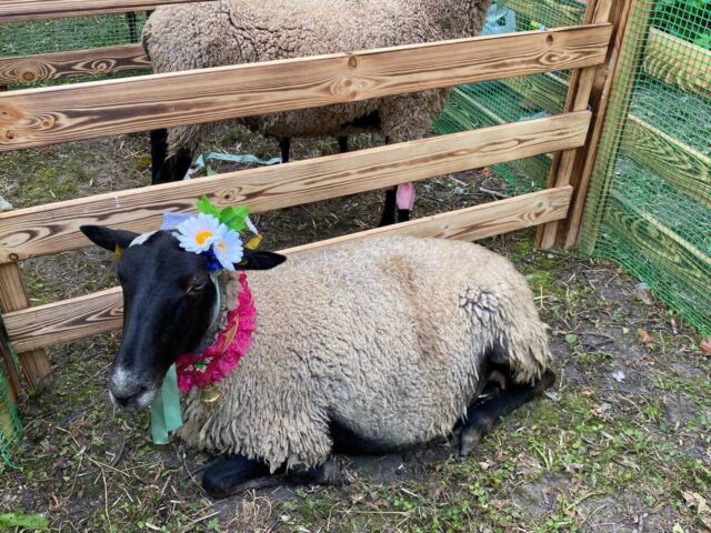 Рыбинцы смогут посетить фестиваль «Романовская овца – золотое руно России»