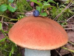 В Ярославской области сняли запрет на посещение лесов