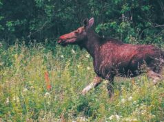 Между Рыбинском и Ярославлем появится еще один участок, огороженный от диких животных