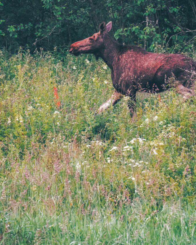 Между Рыбинском и Ярославлем появится еще один участок, огороженный от диких животных