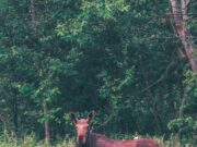 Ликбез для водителей: что делать, когда сбили на дороге животное