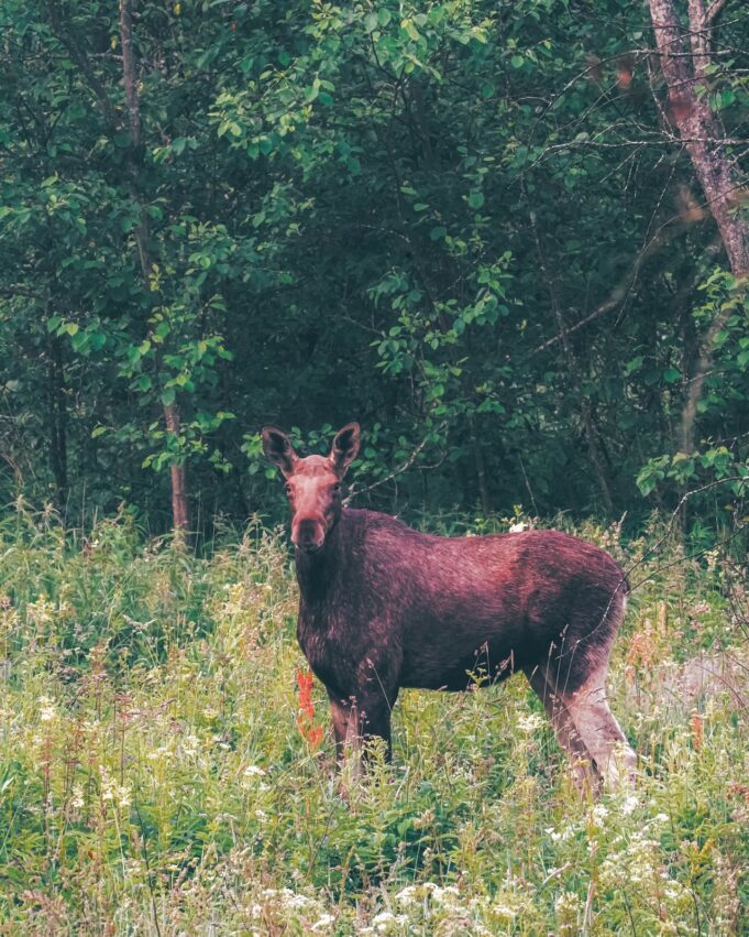 Ликбез для водителей: что делать, когда сбили на дороге животное
