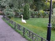 Куда пропал Зигфрид?