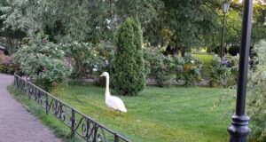 Куда пропал Зигфрид?