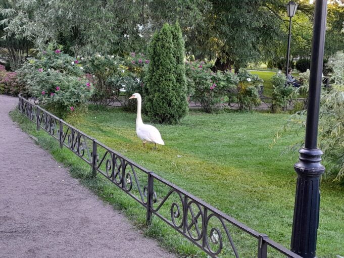 Куда пропал Зигфрид?