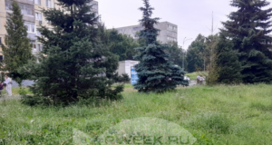 Зарастаем: на покос травы и ремонт МАФов в Рыбинске направят дополнительные силы