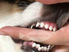 Ребенок, две собаки и сильный испуг: в Рыбинском районе дачное ЧП закончилось в суде