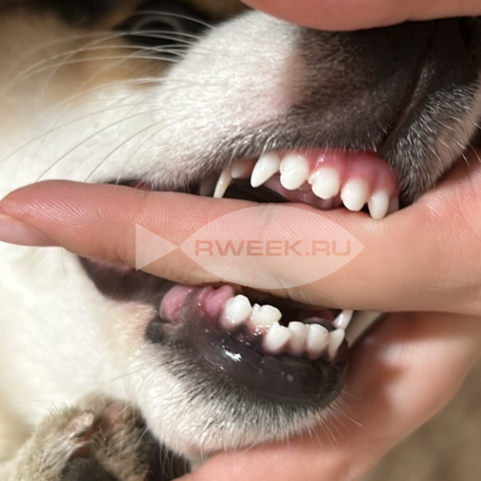 Ребенок, две собаки и сильный испуг: в Рыбинском районе дачное ЧП закончилось в суде