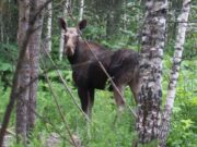В Рыбинском районе установят ограждения от лосей