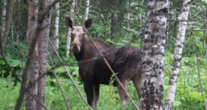 В Рыбинском районе установят ограждения от лосей