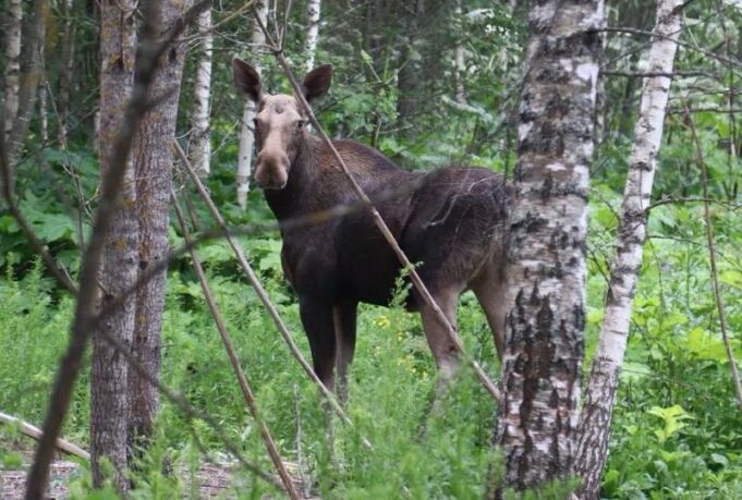 В Рыбинском районе установят ограждения от лосей