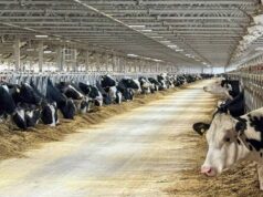 Строительство нового молочно-товарного комплекса началось в Ростовском округе