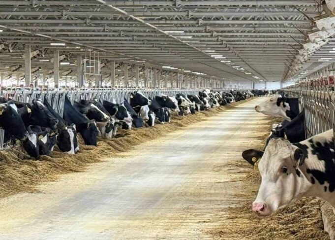 Строительство нового молочно-товарного комплекса началось в Ростовском округе