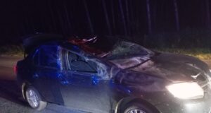 «Лосиная дорога»: между Рыбинском и Ярославлем в очередной раз случилось ДТП с сохатым