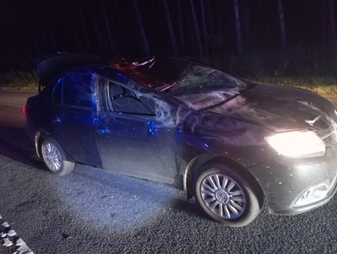 «Лосиная дорога»: между Рыбинском и Ярославлем в очередной раз случилось ДТП с сохатым