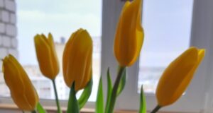 Рыбинцев приглашают присоединиться к акции «Дети вместо цветов»