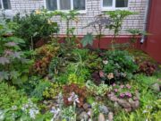 В Рыбинске выбрали самый цветущий двор