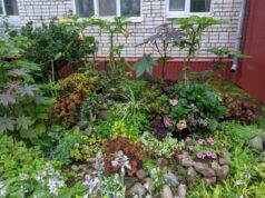 В Рыбинске выбрали самый цветущий двор