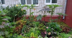 В Рыбинске выбрали самый цветущий двор