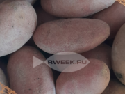 Цены на овощи будут снижаться до середины осени