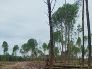 В Ярославской области уничтожена среда обитания животных