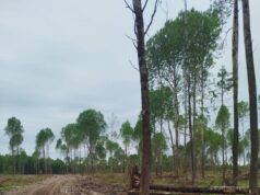 В Ярославской области уничтожена среда обитания животных