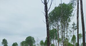 В Ярославской области уничтожена среда обитания животных