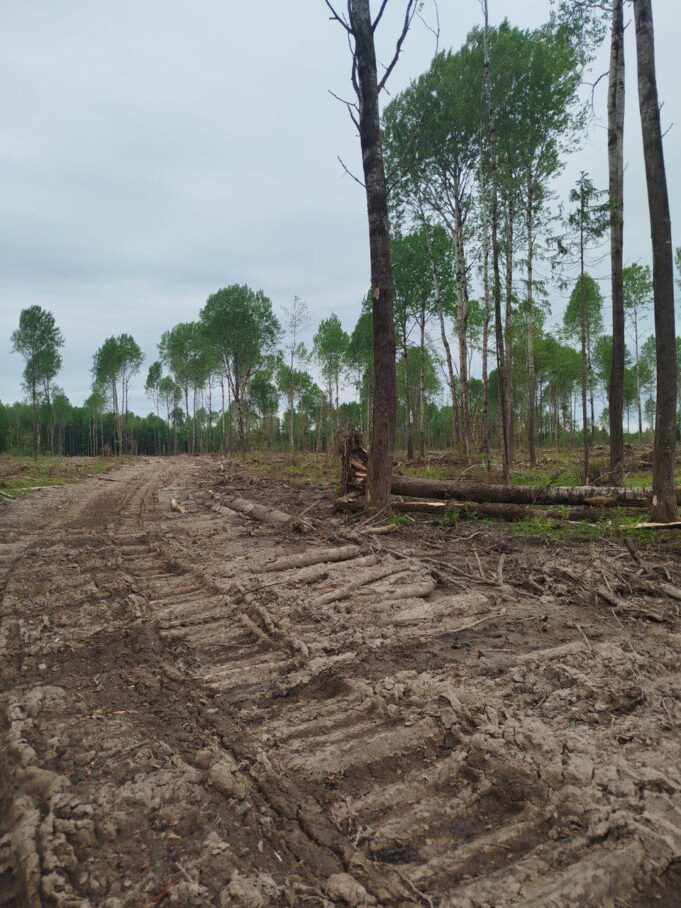 В Ярославской области уничтожена среда обитания животных