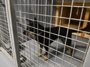 Современный центр отлова и стерилизации бездомных животных открылся в Ярославле