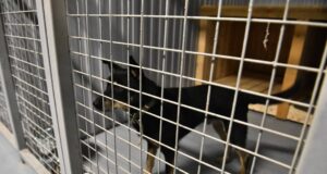 Современный центр отлова и стерилизации бездомных животных открылся в Ярославле