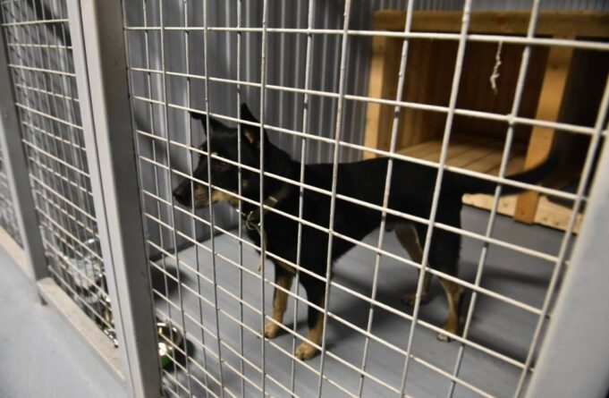 Современный центр отлова и стерилизации бездомных животных открылся в Ярославле