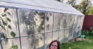 Жительница Рыбинского района вырастила тыкву с рекордным весом