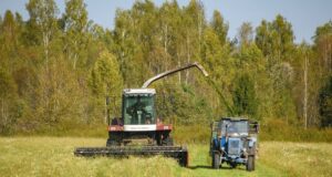 В Ярославской области увеличился валовой сбор зерновых