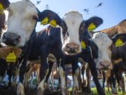 Ярославские сельхозпредприятия вошли в топ-30 производителей молока в России