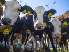 Ярославские сельхозпредприятия вошли в топ-30 производителей молока в России