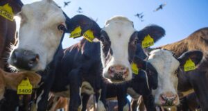 Ярославские сельхозпредприятия вошли в топ-30 производителей молока в России