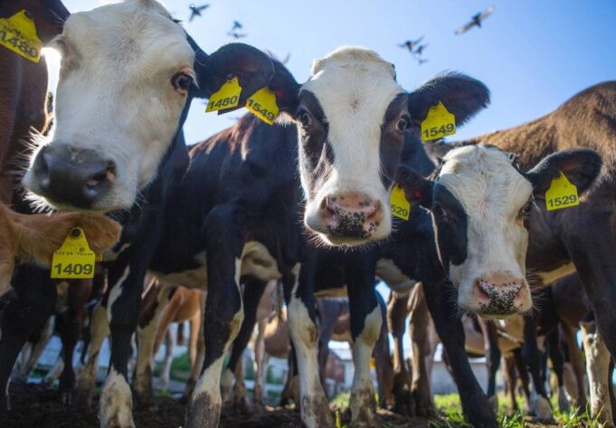 Ярославские сельхозпредприятия вошли в топ-30 производителей молока в России