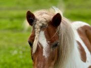 Такое не в каждом городе встретишь: как в Рыбинске лошади приходят в жизнь людей