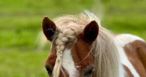 Такое не в каждом городе встретишь: как в Рыбинске лошади приходят в жизнь людей