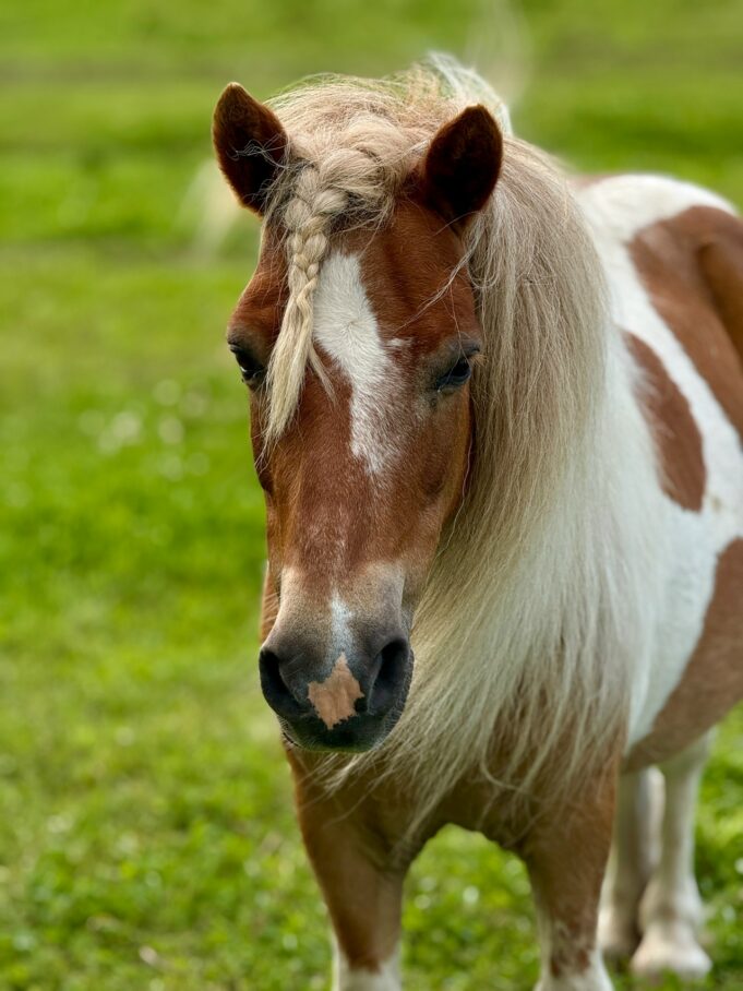 Такое не в каждом городе встретишь: как в Рыбинске лошади приходят в жизнь людей