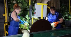 Третий агроагрегатор в Ярославской области начал сотрудничество с торговыми сетями