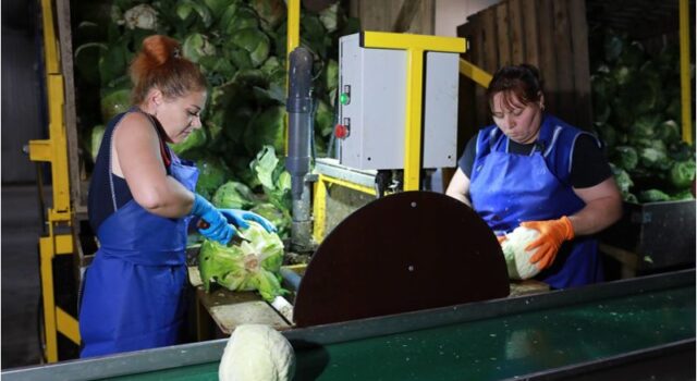 Третий агроагрегатор в Ярославской области начал сотрудничество с торговыми сетями