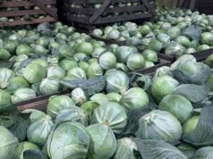 Уборочная кампания в Ярославской области порадовала хорошими результатами